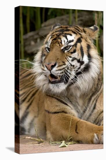 Sumatran Tiger Up Close-Lantern Press-Stretched Canvas
