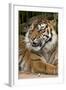 Sumatran Tiger Up Close-Lantern Press-Framed Art Print