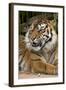 Sumatran Tiger Up Close-Lantern Press-Framed Art Print