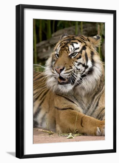 Sumatran Tiger Up Close-Lantern Press-Framed Art Print