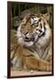 Sumatran Tiger Up Close-Lantern Press-Framed Art Print