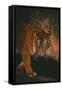 Sumatran Tiger Walking on Log-DLILLC-Framed Stretched Canvas