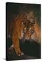 Sumatran Tiger Walking on Log-DLILLC-Stretched Canvas