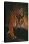 Sumatran Tiger Walking on Log-DLILLC-Framed Stretched Canvas