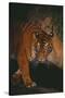 Sumatran Tiger Walking on Log-DLILLC-Stretched Canvas