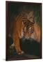 Sumatran Tiger Walking on Log-DLILLC-Framed Photographic Print