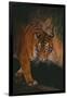 Sumatran Tiger Walking on Log-DLILLC-Framed Photographic Print