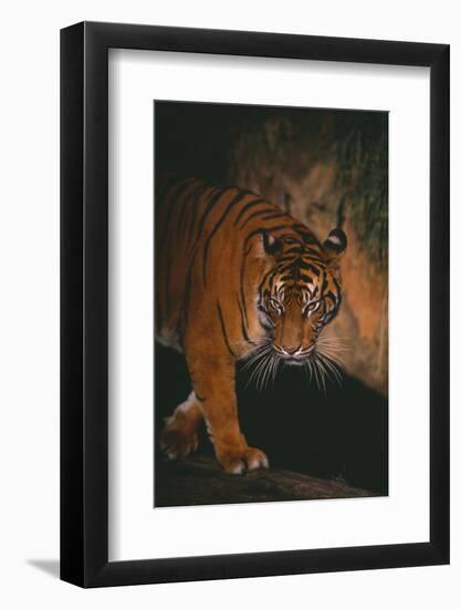 Sumatran Tiger Walking on Log-DLILLC-Framed Photographic Print