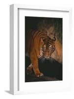 Sumatran Tiger Walking on Log-DLILLC-Framed Photographic Print