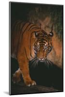 Sumatran Tiger Walking on Log-DLILLC-Mounted Photographic Print