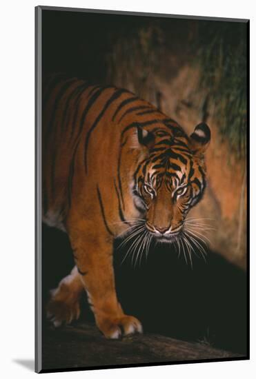 Sumatran Tiger Walking on Log-DLILLC-Mounted Photographic Print