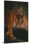 Sumatran Tiger Walking on Log-DLILLC-Mounted Photographic Print