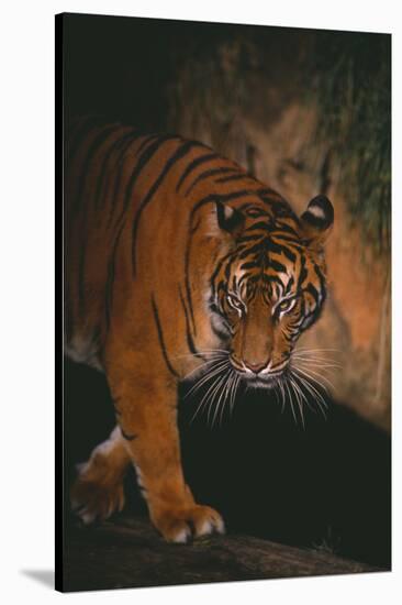 Sumatran Tiger Walking on Log-DLILLC-Stretched Canvas