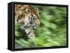 Sumatran Tiger Walking-Edwin Giesbers-Framed Stretched Canvas
