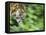 Sumatran Tiger Walking-Edwin Giesbers-Framed Stretched Canvas