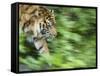 Sumatran Tiger Walking-Edwin Giesbers-Framed Stretched Canvas