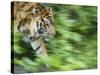 Sumatran Tiger Walking-Edwin Giesbers-Stretched Canvas