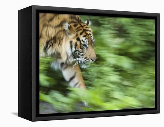 Sumatran Tiger Walking-Edwin Giesbers-Framed Stretched Canvas