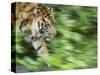 Sumatran Tiger Walking-Edwin Giesbers-Stretched Canvas