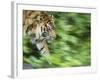 Sumatran Tiger Walking-Edwin Giesbers-Framed Photographic Print