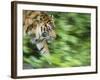 Sumatran Tiger Walking-Edwin Giesbers-Framed Photographic Print