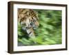 Sumatran Tiger Walking-Edwin Giesbers-Framed Photographic Print