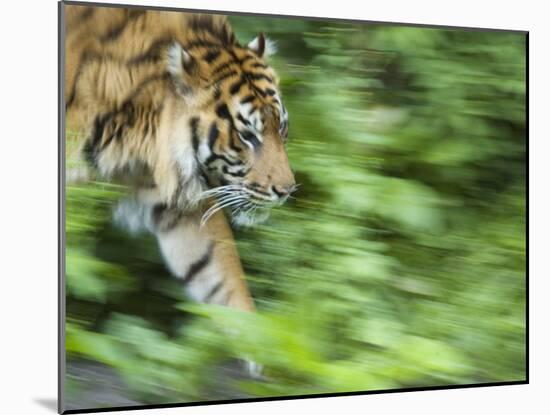 Sumatran Tiger Walking-Edwin Giesbers-Mounted Photographic Print