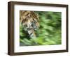 Sumatran Tiger Walking-Edwin Giesbers-Framed Photographic Print