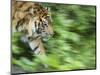 Sumatran Tiger Walking-Edwin Giesbers-Mounted Photographic Print