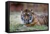 Sumatran Tiger-Lantern Press-Framed Stretched Canvas