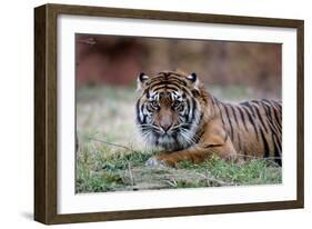 Sumatran Tiger-Lantern Press-Framed Art Print