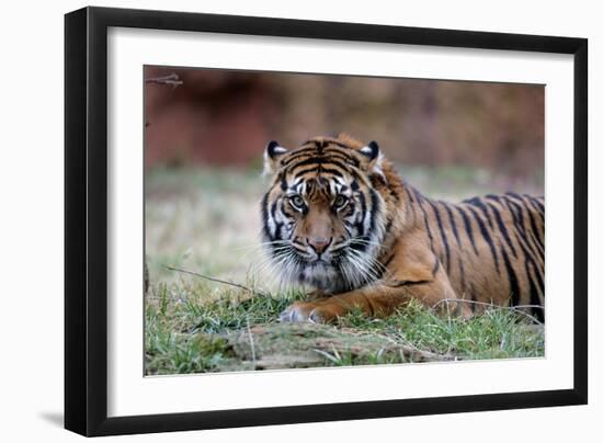 Sumatran Tiger-Lantern Press-Framed Art Print