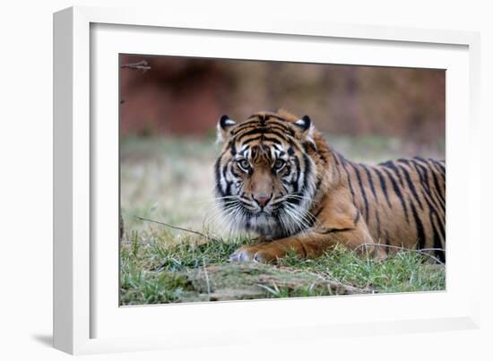 Sumatran Tiger-Lantern Press-Framed Art Print