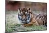 Sumatran Tiger-Lantern Press-Mounted Art Print