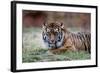 Sumatran Tiger-Lantern Press-Framed Art Print