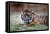 Sumatran Tiger-Lantern Press-Framed Stretched Canvas