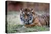 Sumatran Tiger-Lantern Press-Stretched Canvas