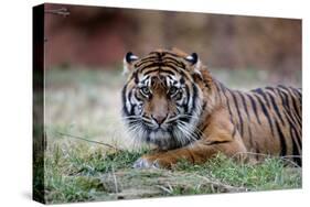 Sumatran Tiger-Lantern Press-Stretched Canvas