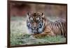 Sumatran Tiger-Lantern Press-Framed Art Print