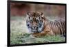 Sumatran Tiger-Lantern Press-Framed Art Print