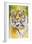 Sumatran Tiger-Barbara Keith-Framed Giclee Print