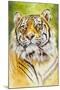 Sumatran Tiger-Barbara Keith-Mounted Giclee Print