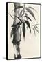 Sumi Bamboo Cream-Chris Paschke-Framed Stretched Canvas