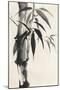 Sumi Bamboo Cream-Chris Paschke-Mounted Art Print