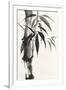 Sumi Bamboo-Chris Paschke-Framed Art Print