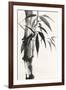 Sumi Bamboo-Chris Paschke-Framed Art Print