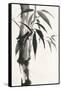 Sumi Bamboo-Chris Paschke-Framed Stretched Canvas