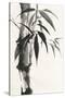 Sumi Bamboo-Chris Paschke-Stretched Canvas