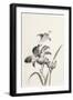 Sumi Daylily I-Chris Paschke-Framed Art Print