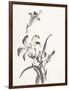 Sumi Daylily II-Chris Paschke-Framed Art Print